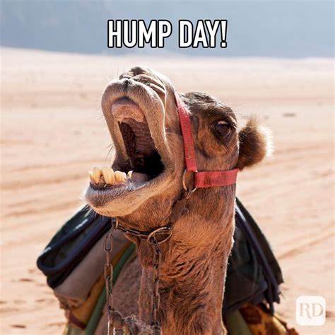 sexy happy hump day meme|17 Hilarious Hump Day Memes To Help You Get to。